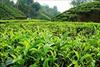 گزارش تحقیقی بررسي تطبيقي کشت چاي در جهان(با نگاهي به وضعيت کشورهاي موفق)