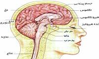 پاورپوینت شناخت دستگاه عصبی مغز و نخاع